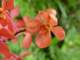 dsc05994_small.jpg