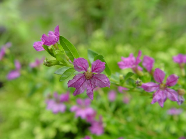 dsc06005.jpg