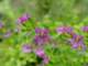 dsc06005_small.jpg