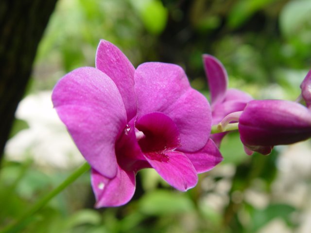 dsc06006.jpg