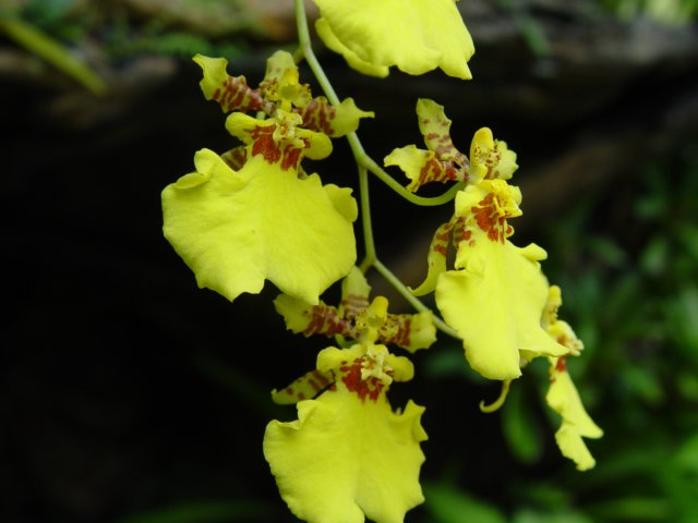 dsc06010.jpg