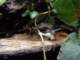 dsc06018_small.jpg