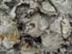 dsc06073_small.jpg