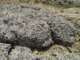 dsc06084_small.jpg