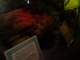 dsc06122_small.jpg